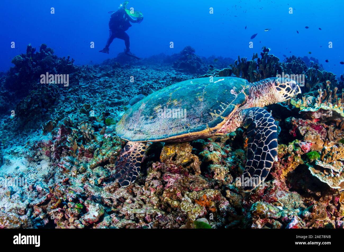 Carapaces de tortue de mer se nourrissent d'une barrière de corail avec plongeur d'arrière-plan Banque D'Images