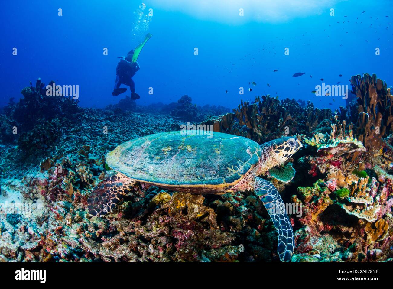 Carapaces de tortue de mer se nourrissent d'une barrière de corail avec plongeur d'arrière-plan Banque D'Images