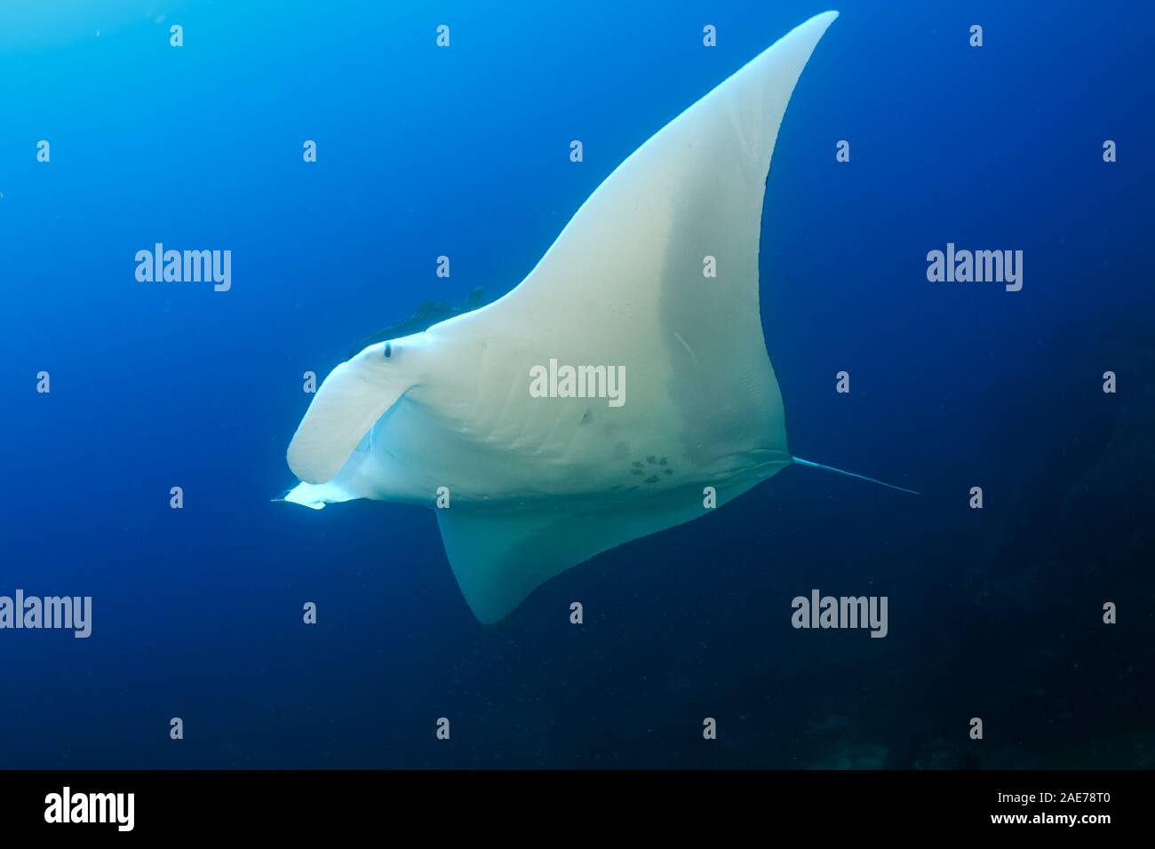 Grand Oceanic Manta Ray (Mobula birostris) Nager dans un océan tropical bleu (l'île de Koh Bon, îles Similan, Thaïlande) Banque D'Images