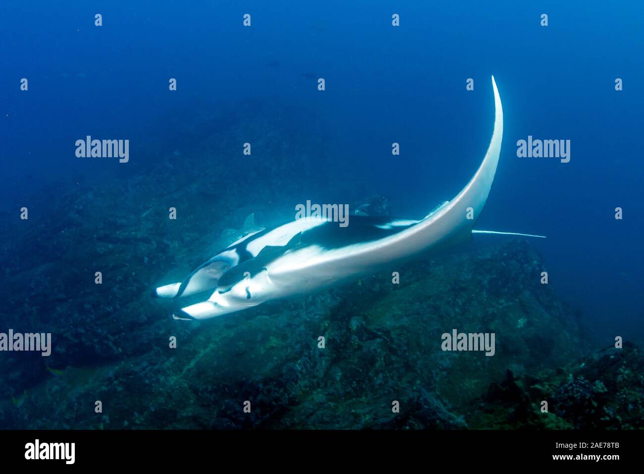 Oceanic énorme Manta Ray dans un océan tropical, bleu (mer) Banque D'Images