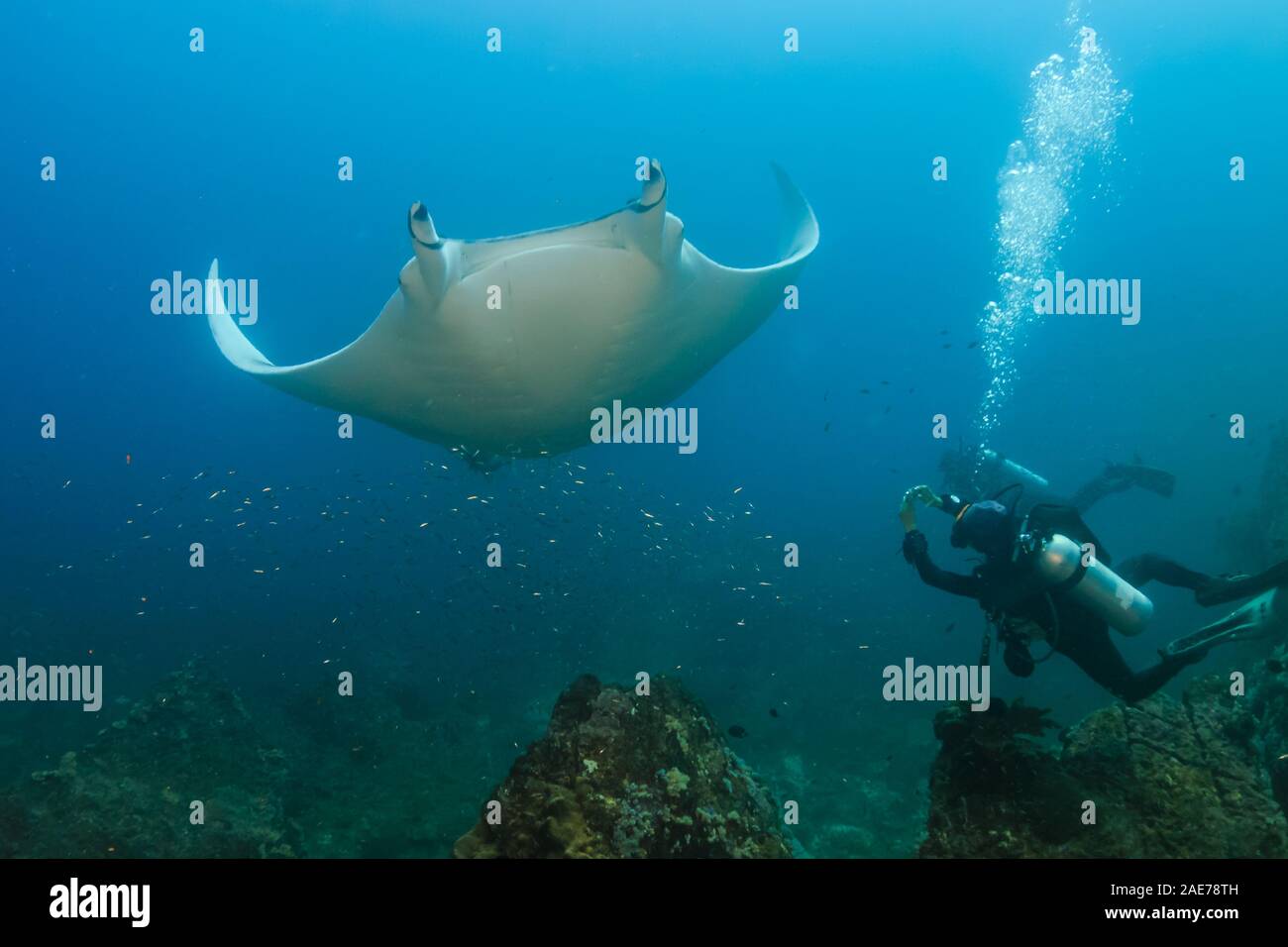 Plongeur femelle photographier un grand Oceanic Manta Ray sur un récif en Thaïlande Banque D'Images