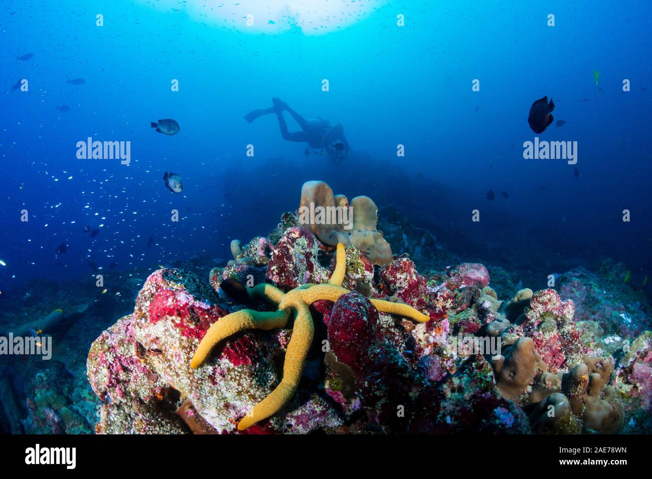 Étoile de mer et l'arrière-plan de plongée sous marine sur un récif de coraux tropicaux Banque D'Images