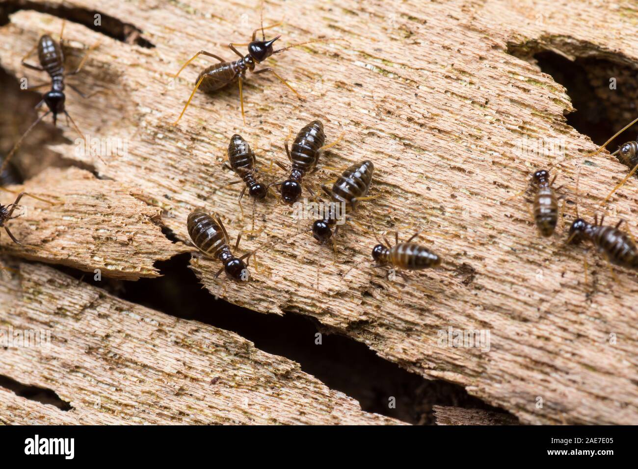 Colonie de Termites sur un journal Hospitalitermes en bois dans le groupe des espèces où vous pouvez voir hommes femmes et des soldats. Banque D'Images