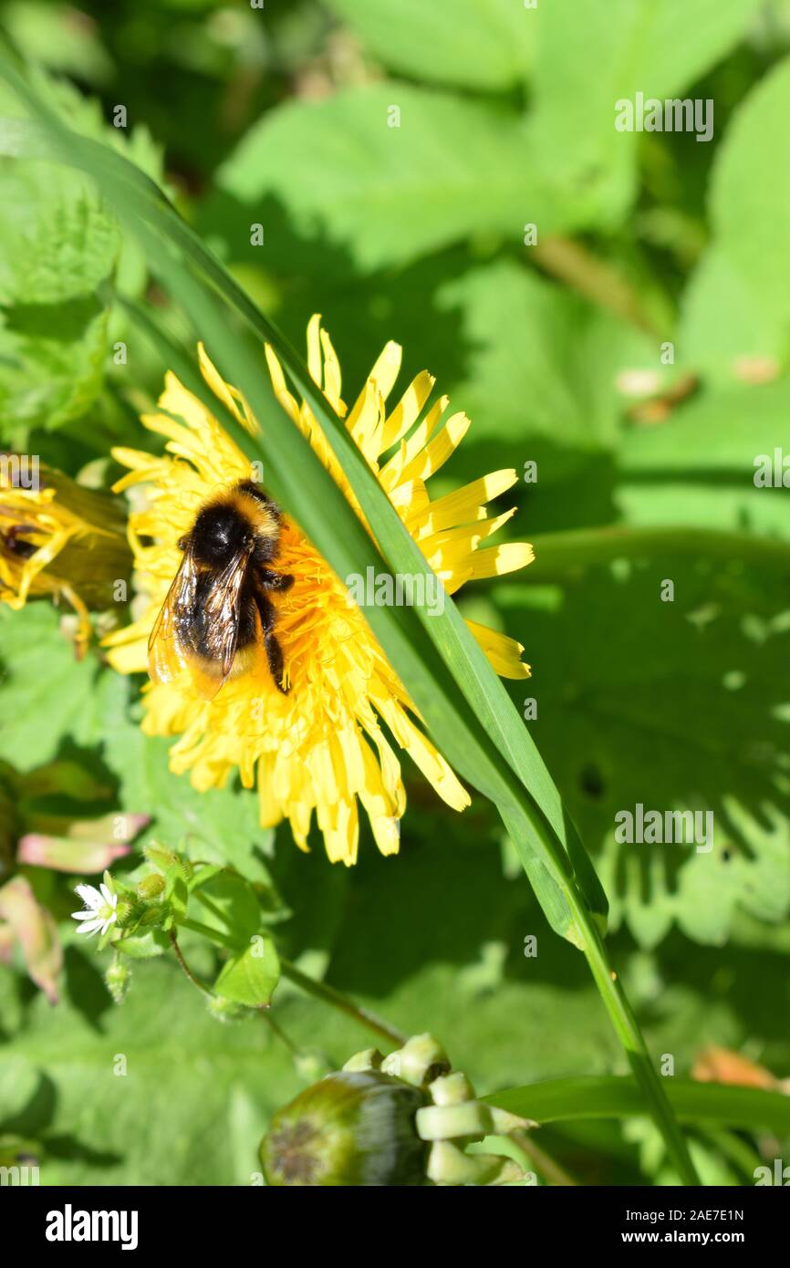 Bourdon sur fleur de pissenlit jaune Banque D'Images
