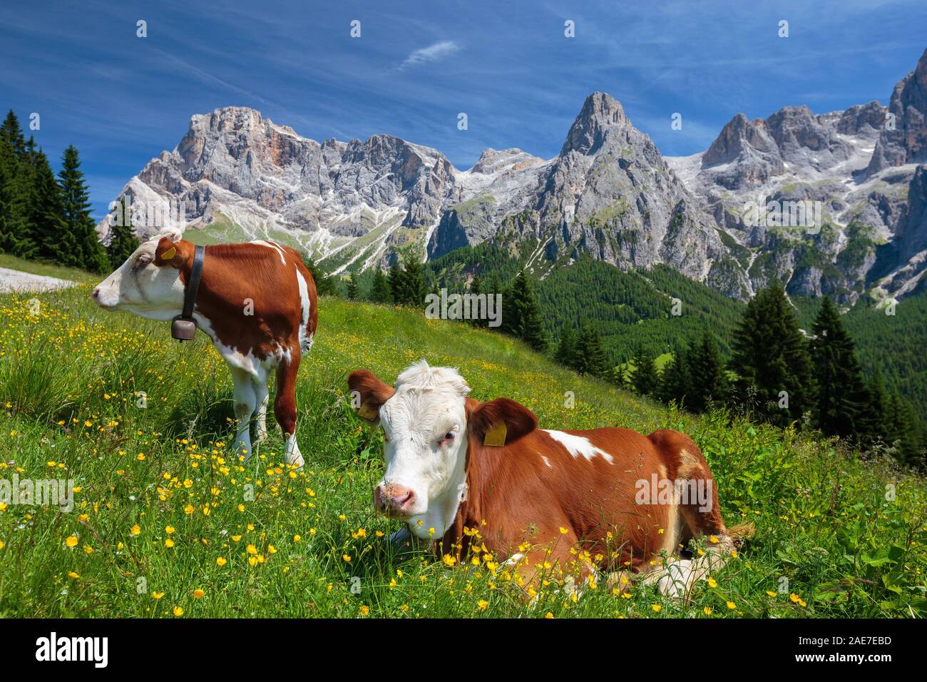 Les vaches de pâturage sur les prairies alpines. Les Pale di San Martino sommets de montagnes. Paysage de montagne. Les Dolomites du Trentin. Alpes italiennes. L'Europe. Banque D'Images