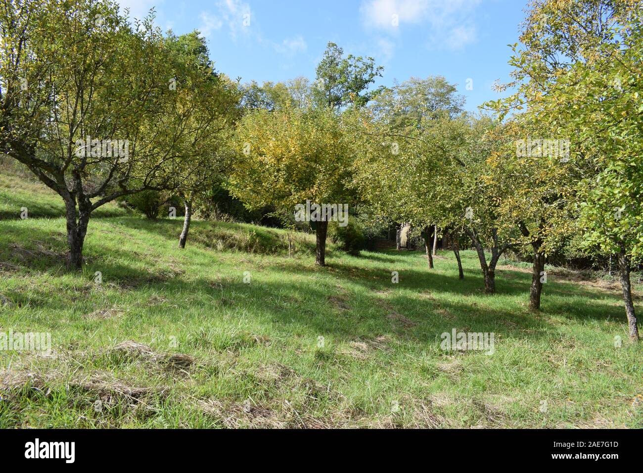 Couleurs d'automne arbres apple Banque D'Images