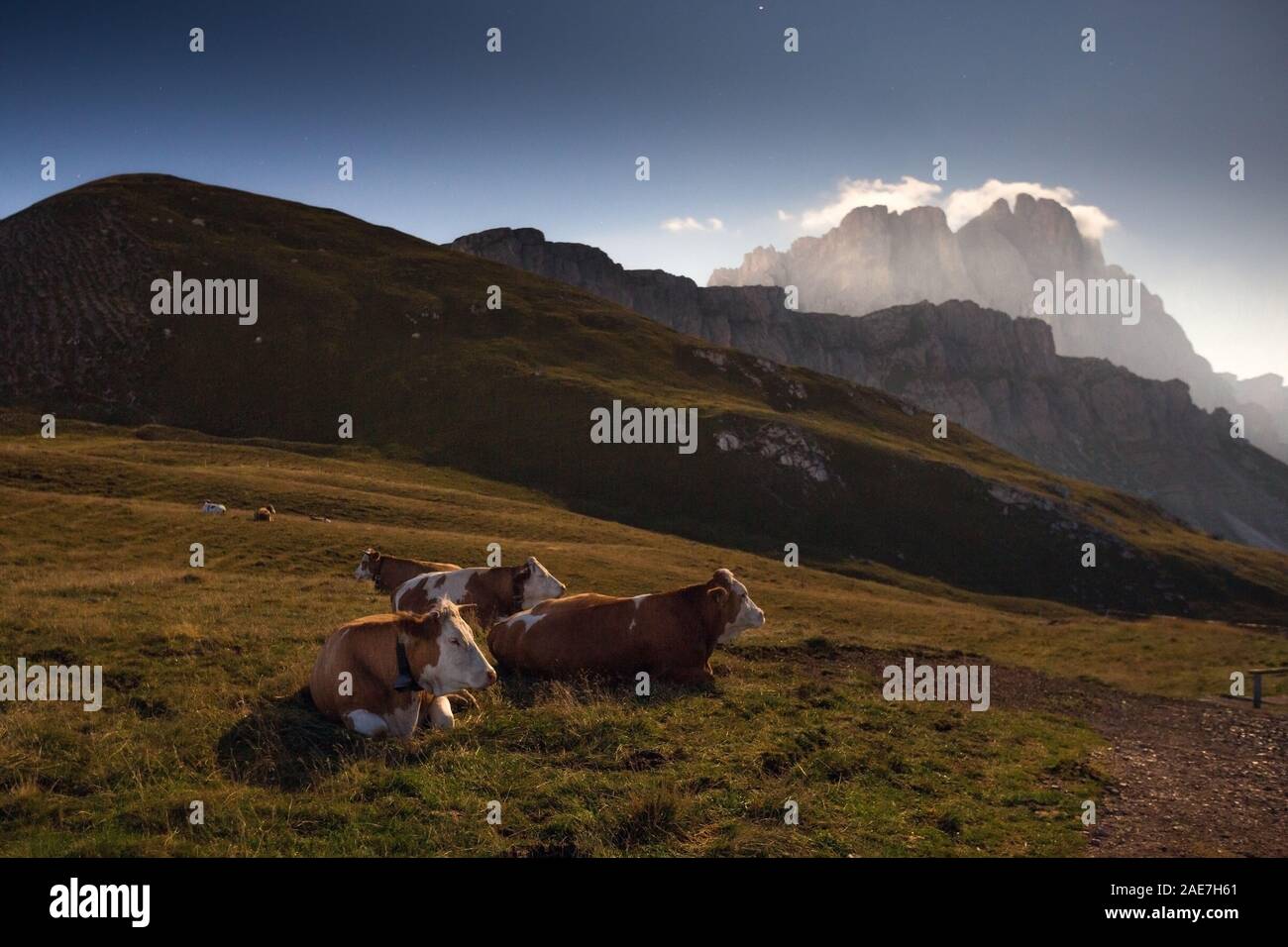 Les vaches de pâturage sur les prairies alpines de nuit avec la lune. Le Parc Naturel Puez-Odle. Le Trentin-Haut-Adige Dolomites. Alpes italiennes. L'Europe. Banque D'Images