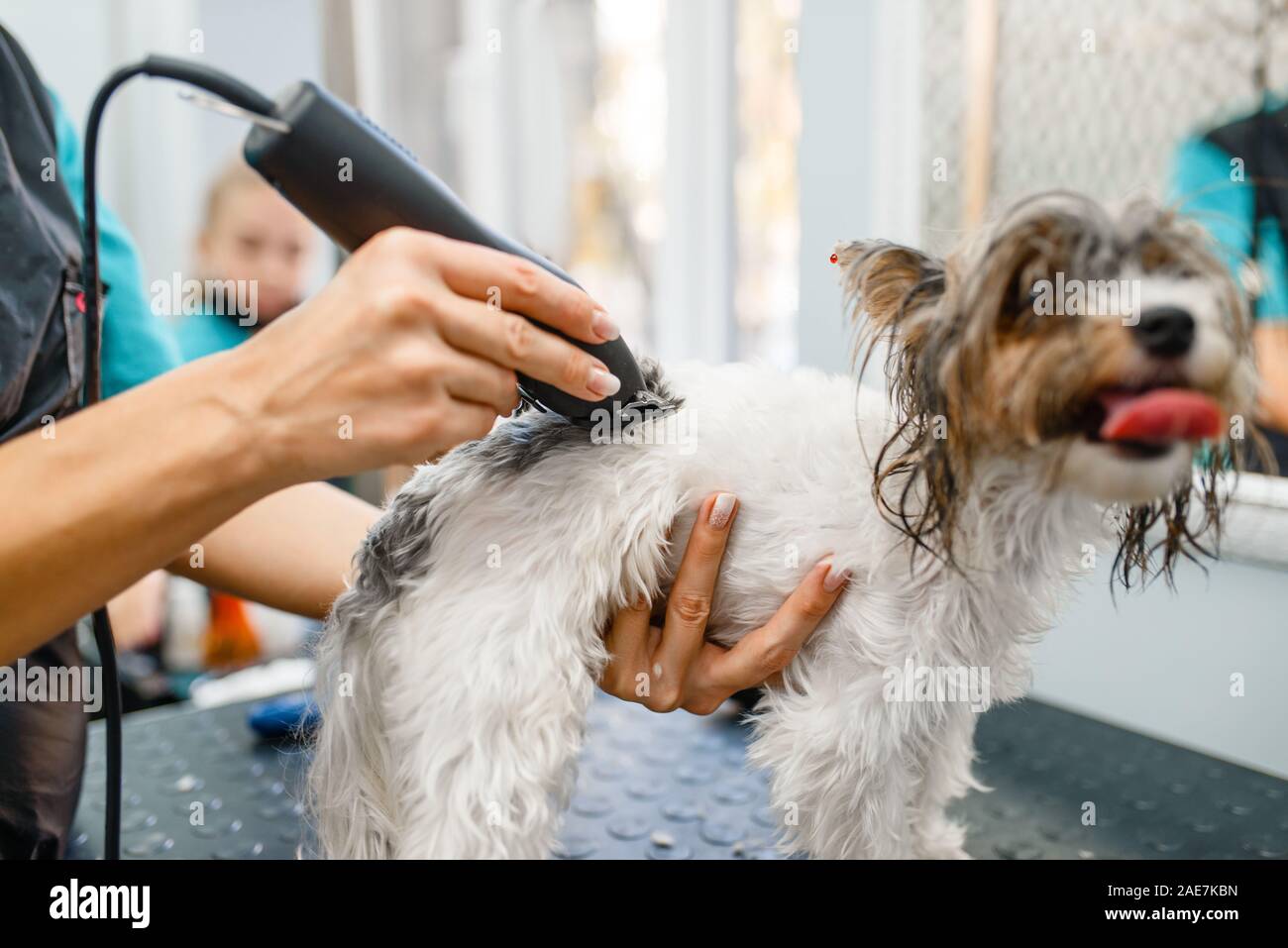 Toiletteur avec petit chien toilettage tondeuse à cheveux Banque D'Images