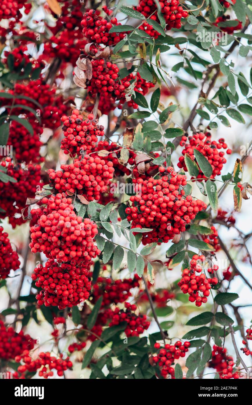 Rowan sur les branches. Rowan sur les branches dans le jardin. Vue rapprochée. Banque D'Images