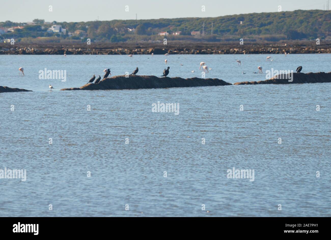 Flamant rose et grands cormorans dans Marim-Vila Castro Real parc naturel (Algarve, Sud du Portugal) Banque D'Images