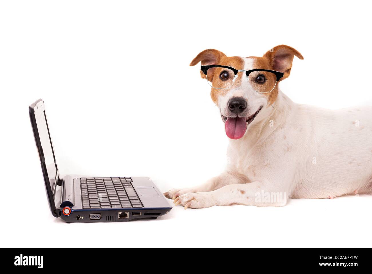 Jack Russell chien à l'aide d'un ordinateur et la navigation sur internet Banque D'Images