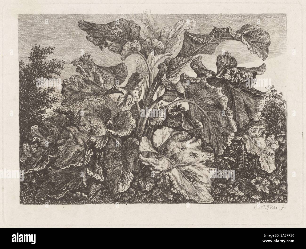 Un dessin botanique de Carl Wilhelm Kolbe vers 1820 montrant une étude détaillée de la bardane, mettant l'accent sur les caractéristiques des feuilles, des tiges, des racines et de la croissance naturelle. Banque D'Images