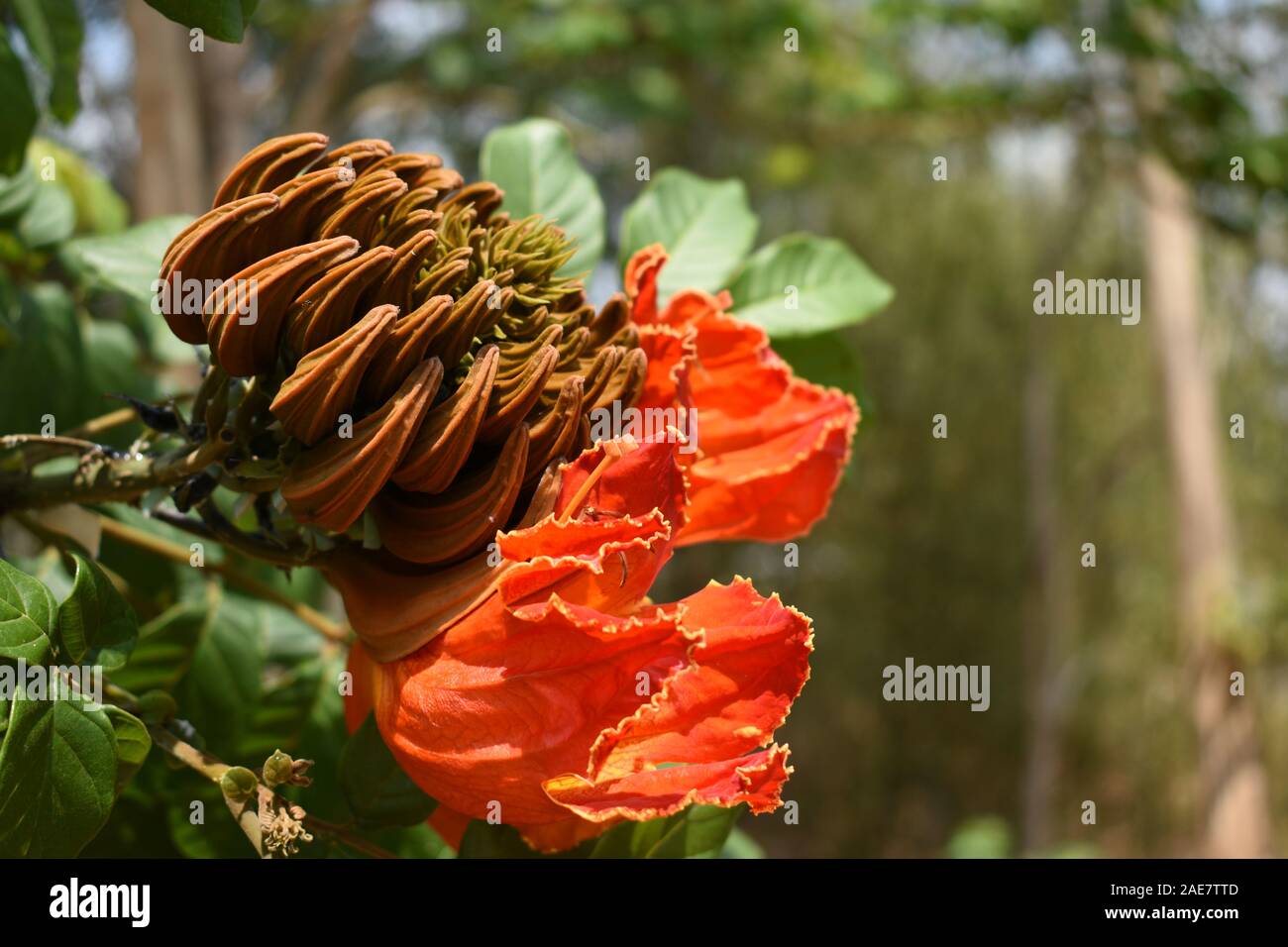 Spathodea campanulata africains ou des tulipes. Un arbre d'ornement à croissance rapide que l'on trouve couramment en zone tropicale. Banque D'Images