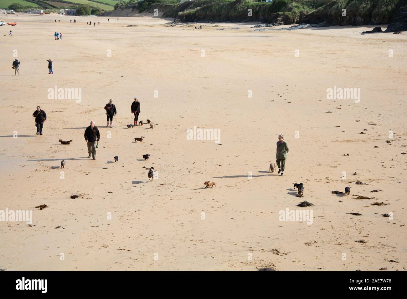 Octobre 2019 - Dog Walkers prendre leur groupe d'dachsunds pour une promenade à l'Harlyn Bay Beach, à l'est de Trevose Head, Padstow à Cornwall, UK Banque D'Images