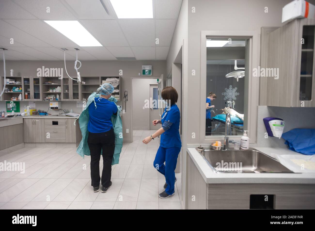 Un chirurgien vétérinaire passe par un examen complet de pré-chirurgie pratique de frotter puis gowing jusqu'à la chirurgie. Banque D'Images