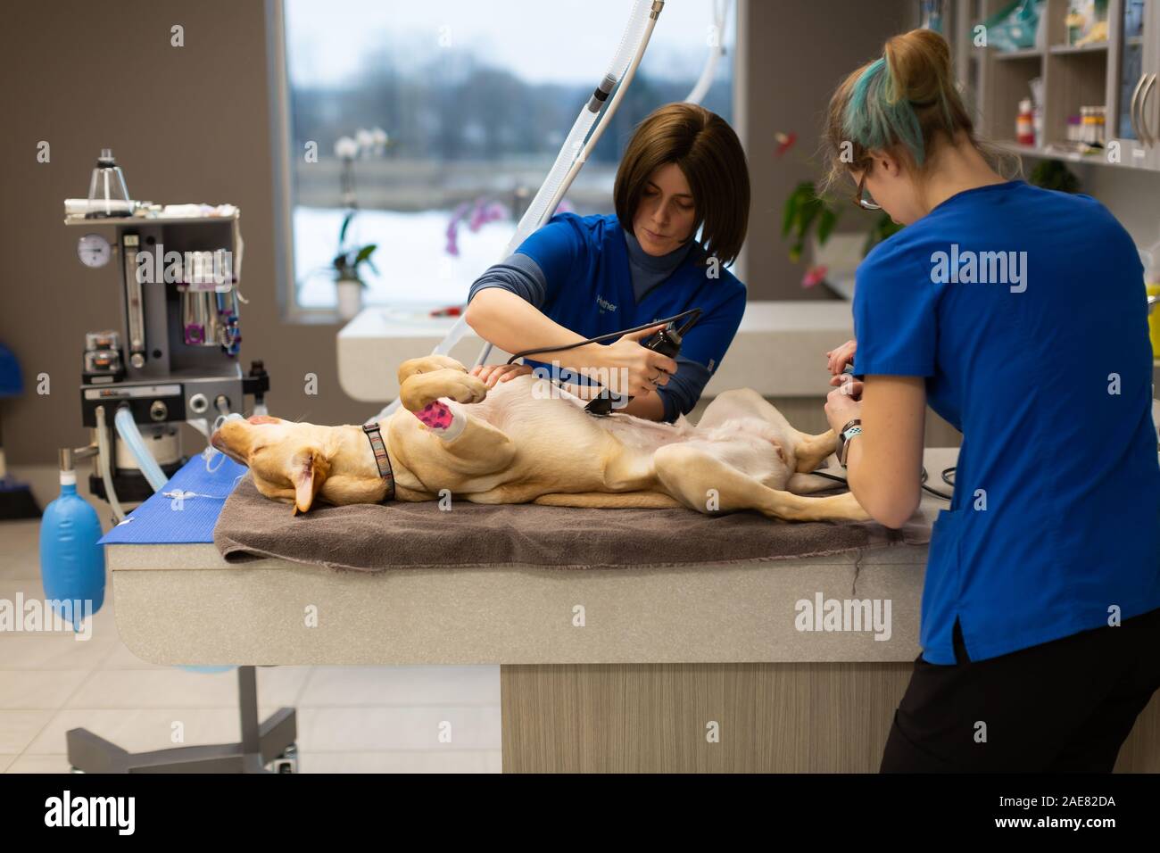 Les techniciens vétérinaires canines préparer pour la chirurgie. Ils utilisent aussi le moment où le chien est endormi à leur clip-toe nails. Banque D'Images Les techniciens vétérinaires canines préparer pour la chirurgie. Ils utilisent aussi le moment où le chien est endormi à leur clip-toe nails. Banque D'Images