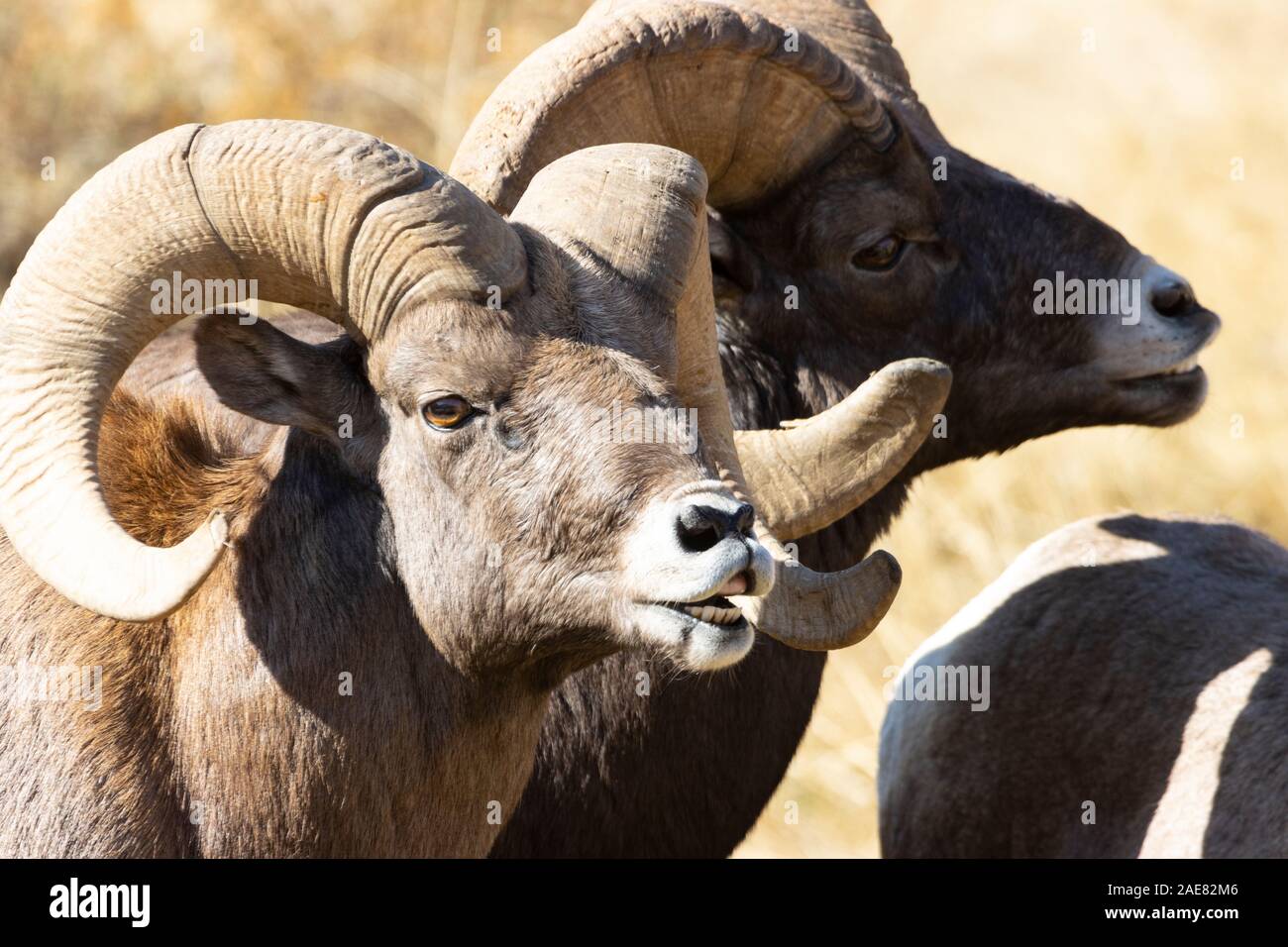 Troupeau de mouflons avec de grands béliers affrontent avec un troupeau de brebis en quête de nourriture et d'observer l'action Banque D'Images