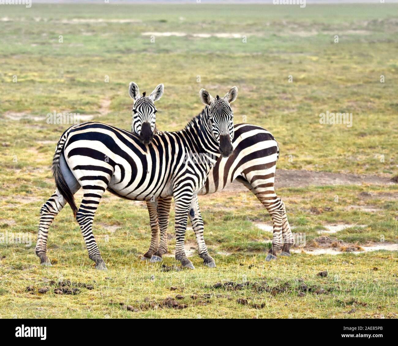Deux zèbres debout sur le côté dans une prairie d'Amboseli avec l'un mettant sa tête sur l'autre moule est de retour. (Equus burchelli) Banque D'Images