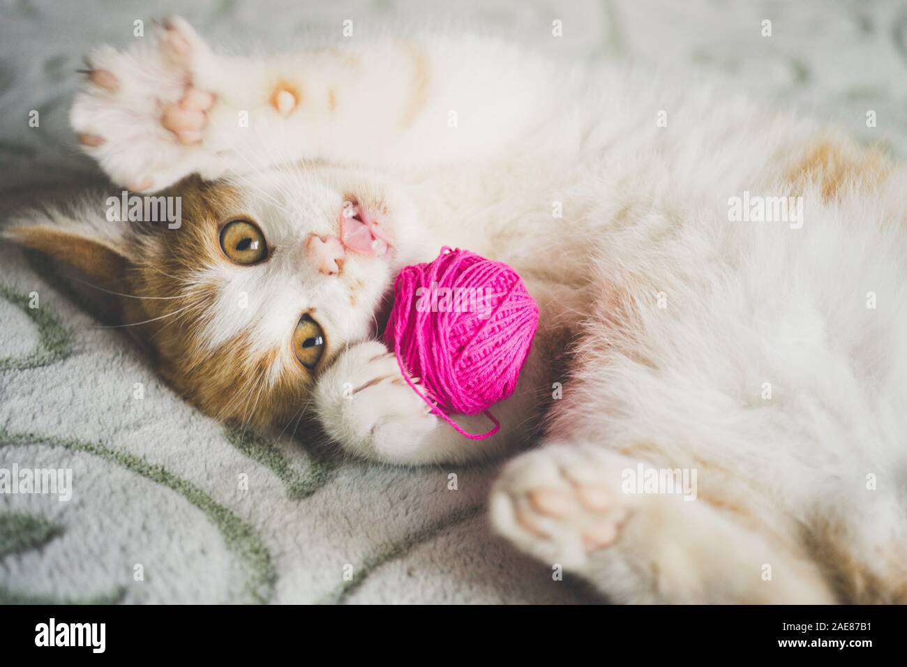 Ginger kitten joue avec une boule de fils, animal couché sur le lit, chat drôle montre la langue. Banque D'Images