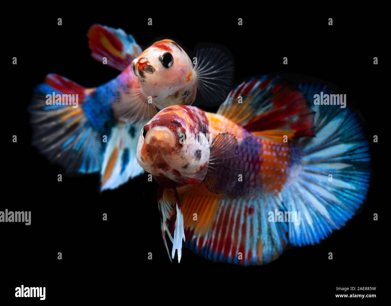 Galaxie koi fantaisie ou betta poisson combat siamois avec fond noir. Banque D'Images