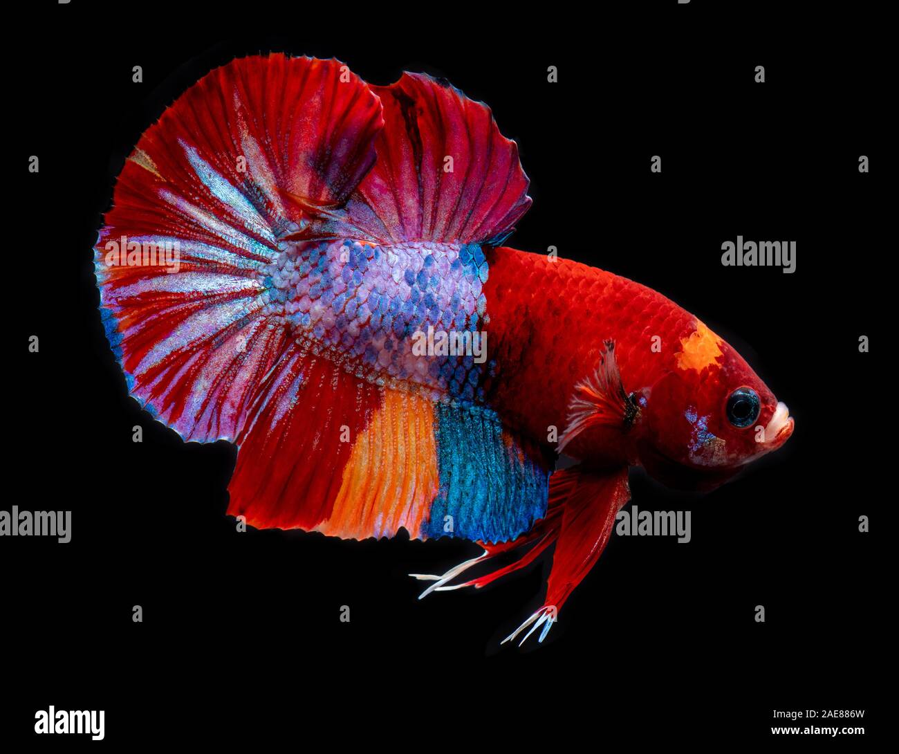 Galaxie koi fantaisie ou betta poisson combat siamois avec fond noir. Banque D'Images