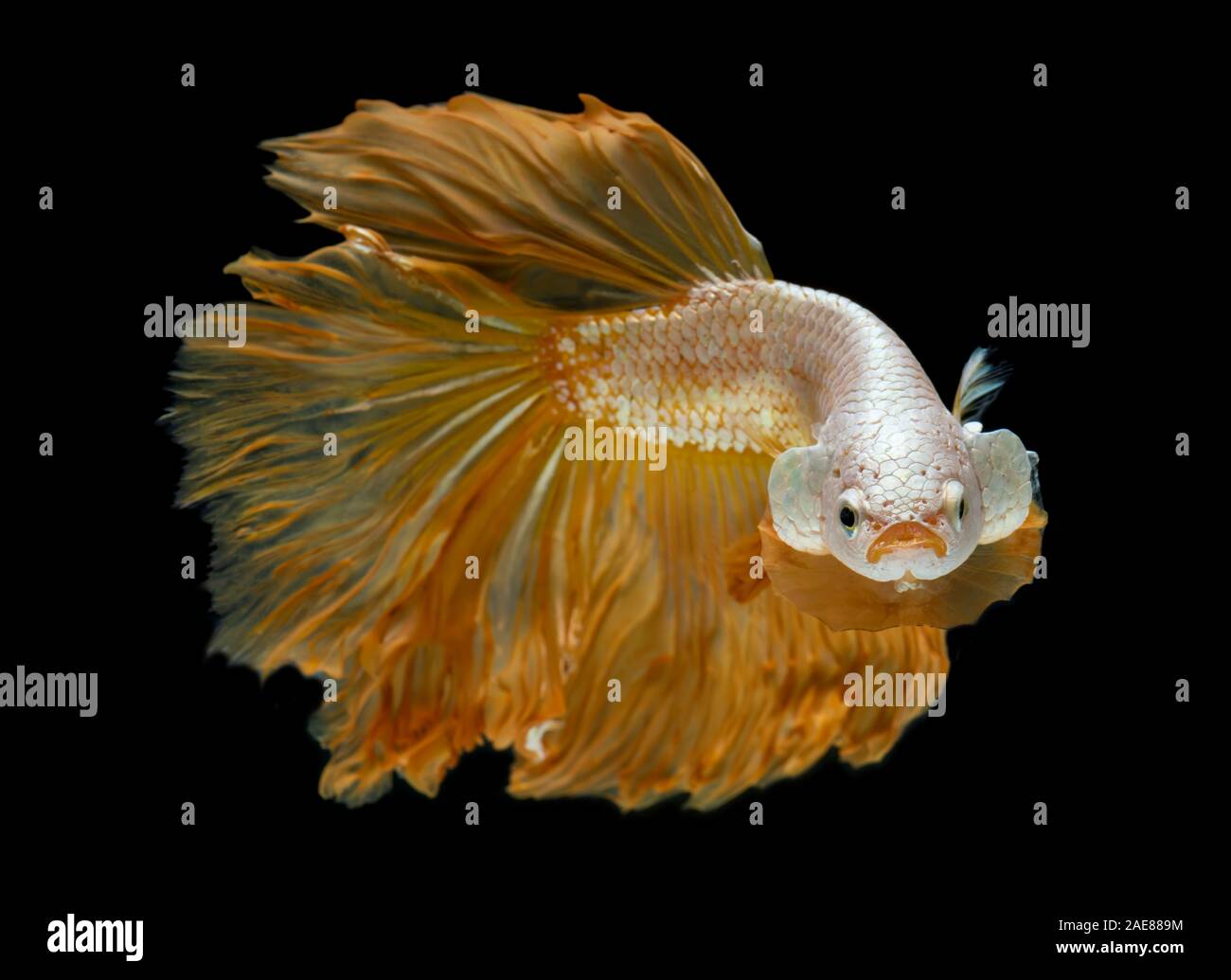 Argent Or longue demi lune Betta poisson ou poisson combat siamois avec fond noir. Banque D'Images