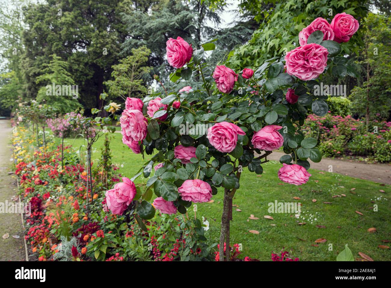 Roses dans le Jardin des plantes, à Coutances, Normandie,France Banque D'Images