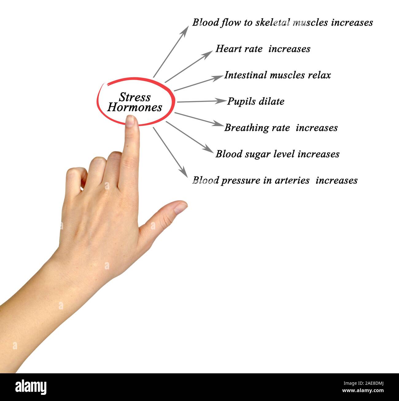 Les hormones du stress Banque D'Images