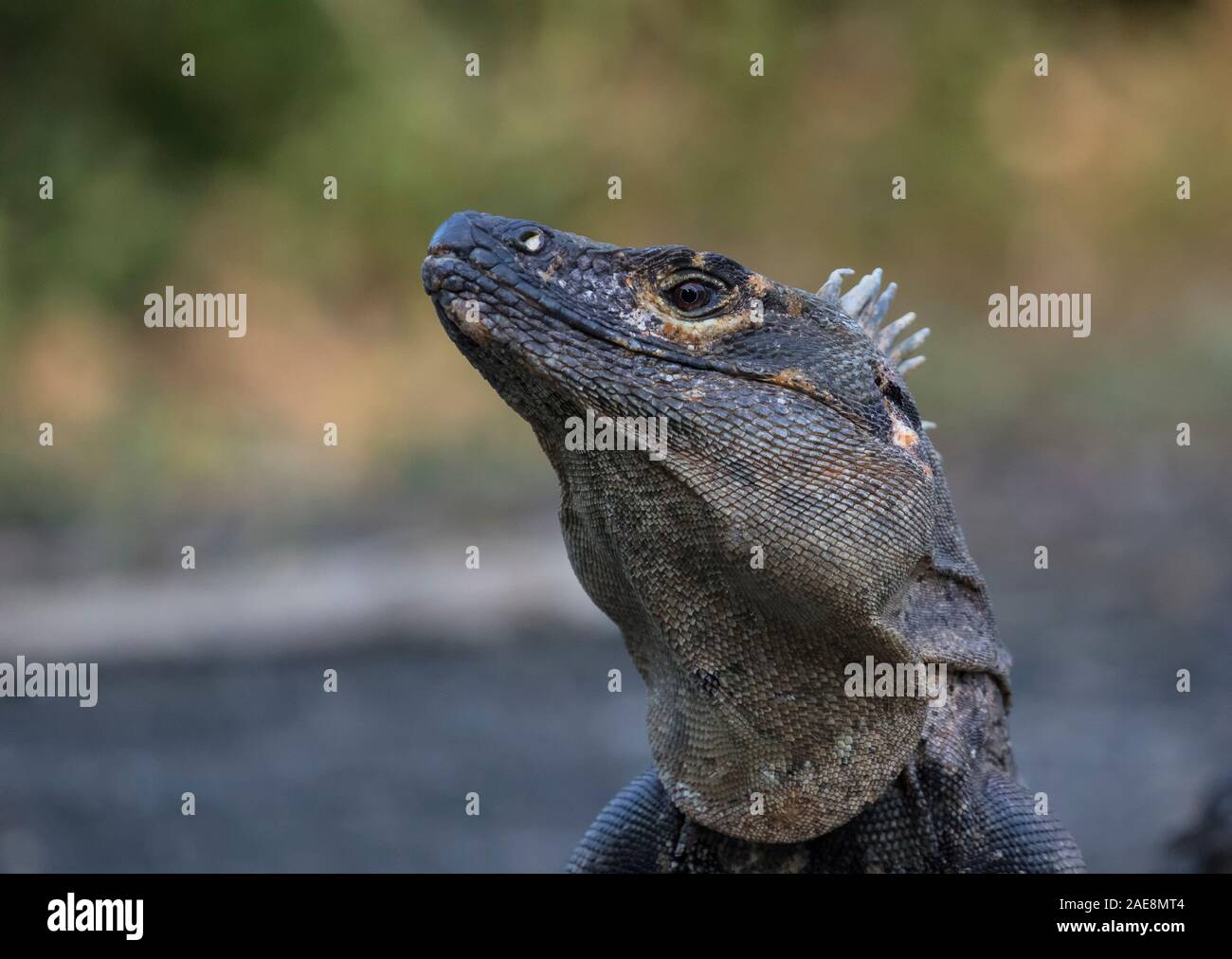 Iguana à queue épineuse Banque D'Images