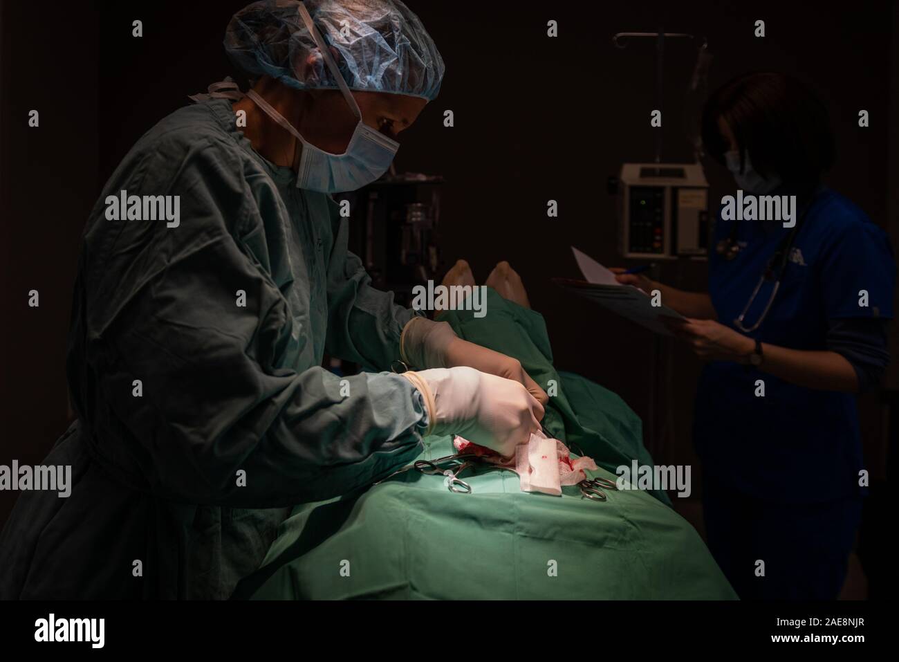L'éclairage à faible clés lors d'une stérilisation chirurgie à une clinique vétérinaire à London (Ontario) Canada Banque D'Images