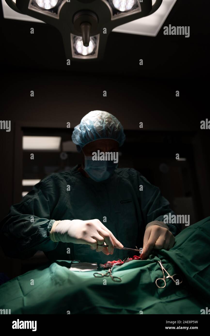L'éclairage à faible clés lors d'une stérilisation chirurgie à une clinique vétérinaire à London (Ontario) Canada Banque D'Images