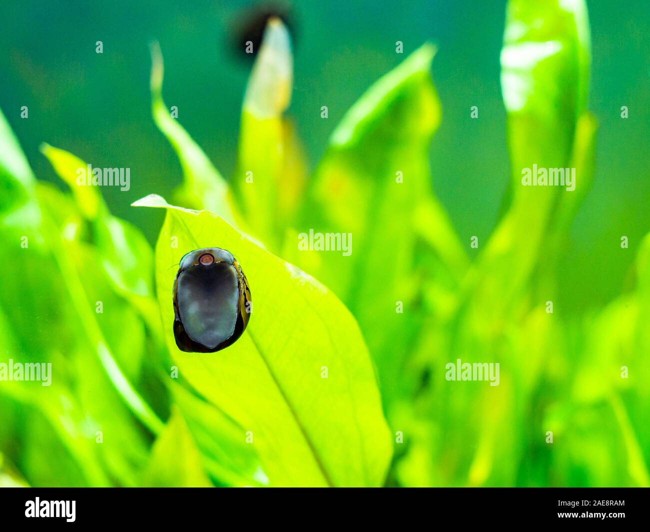 Neritina Banque D Image Et Photos Alamy