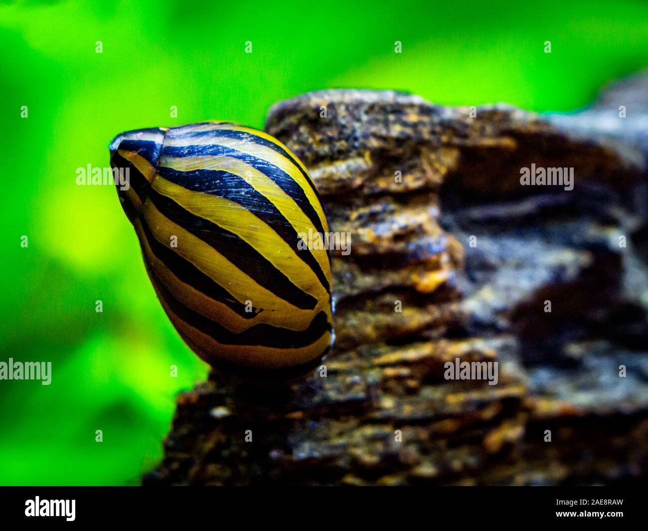 Neritina Banque D Image Et Photos Alamy