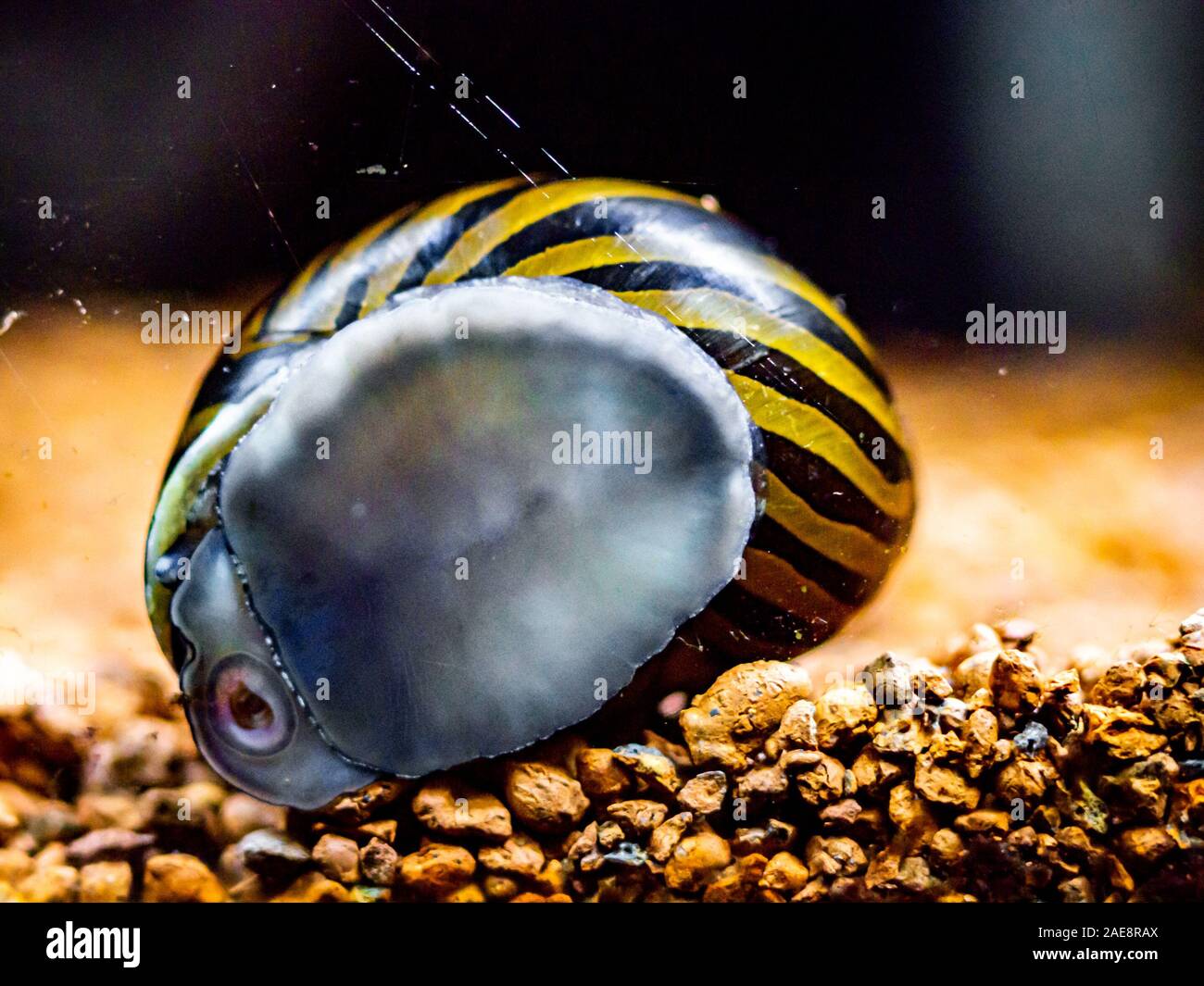 Neritina Banque D Image Et Photos Alamy