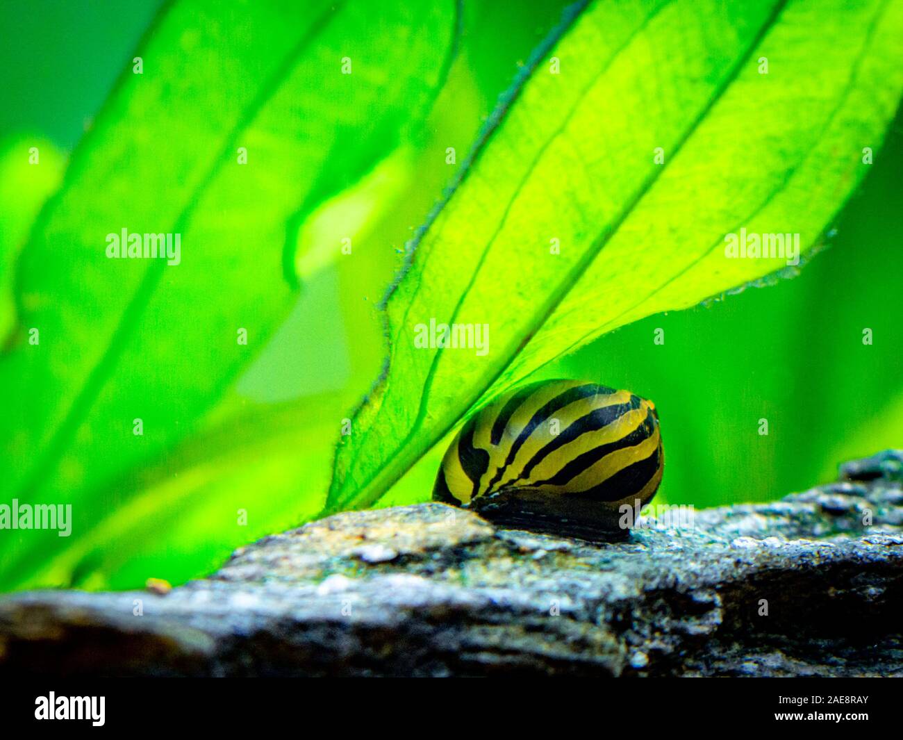 Neritina Banque D Image Et Photos Alamy