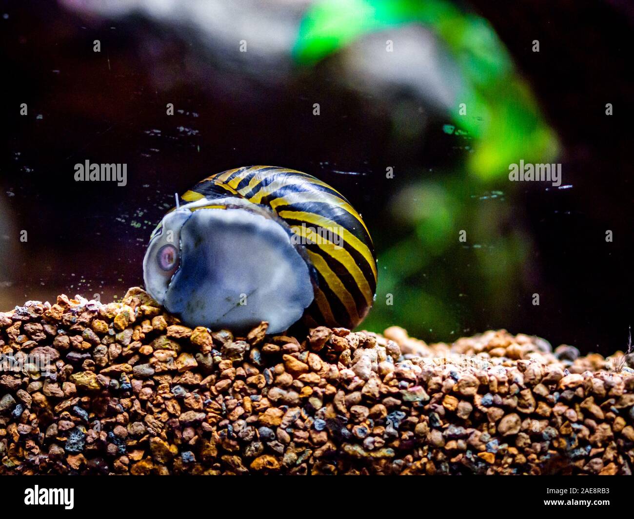 Neritina Banque D Image Et Photos Alamy