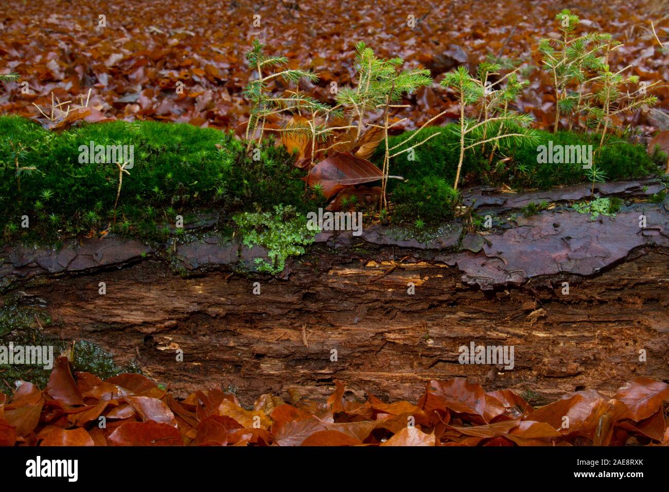 Le cercle de vie : les lichens, d'algues et de jeunes pins qui poussent sur les souches en décomposition d'un arbre mort Banque D'Images