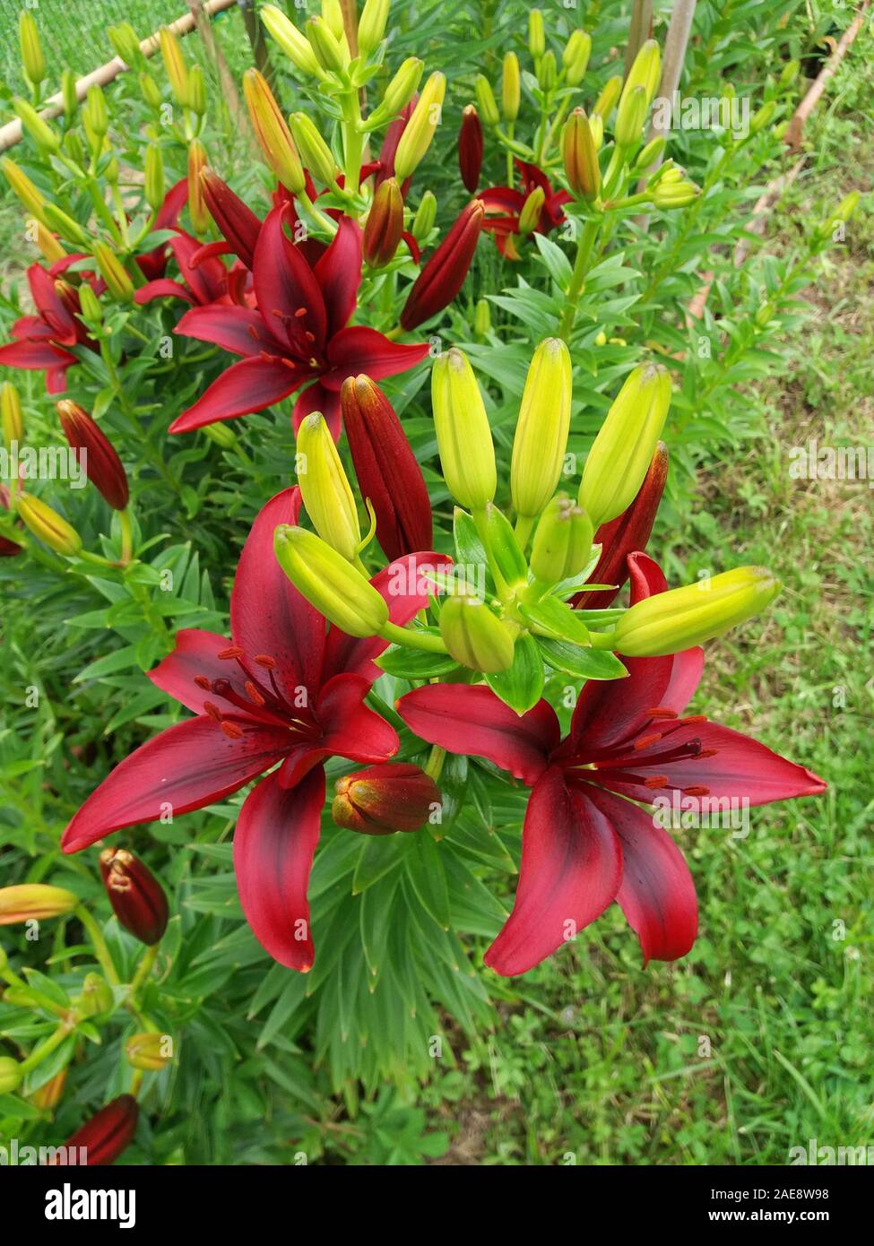 Salle insonorisée Lilium Banque D'Images