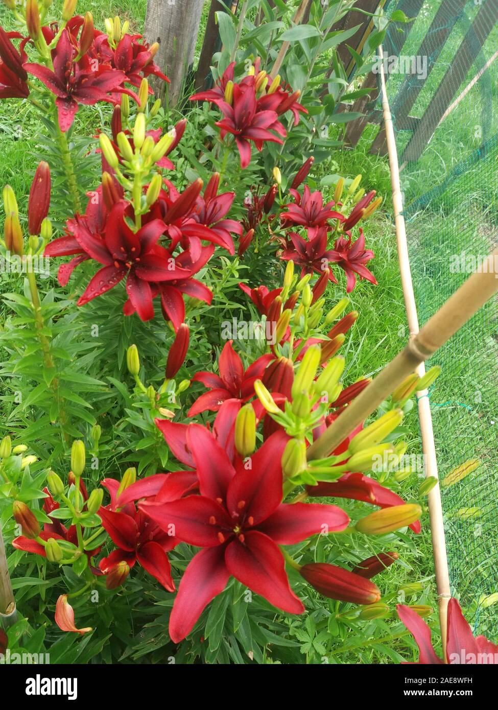 Salle insonorisée Lilium Banque D'Images