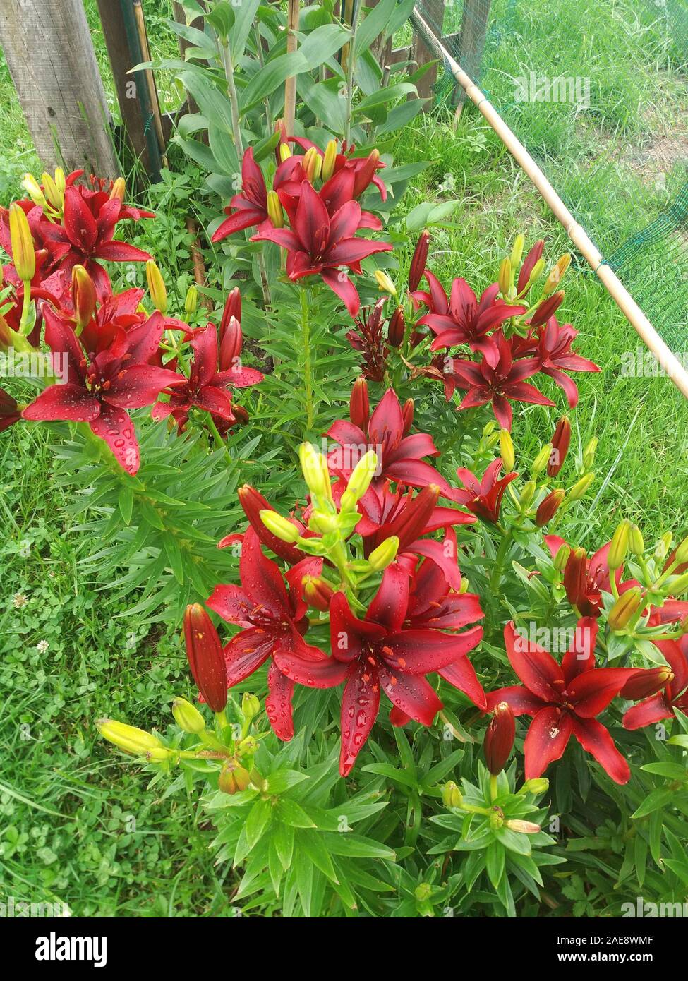 Salle insonorisée Lilium Banque D'Images