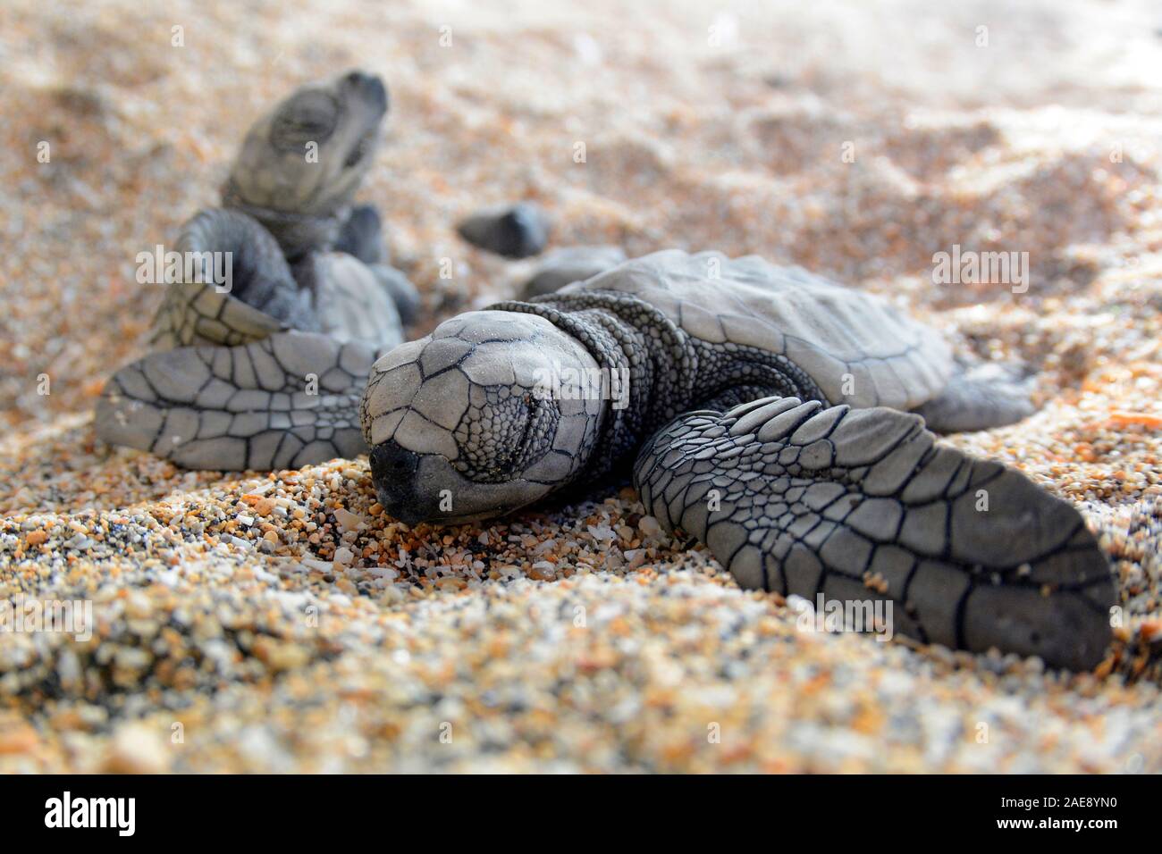 Tortue verte, Chelonia mydas. Nouveau-nées de la difficulté à atteindre la surface du sable, Bali, Indonésie. Banque D'Images