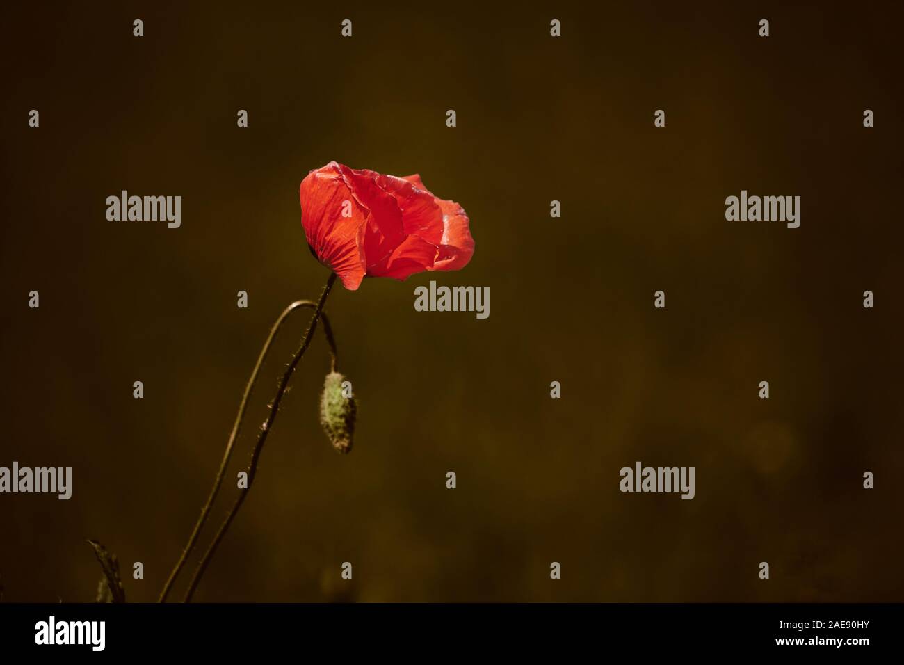 L'un commun rouge coquelicot (Papaver rhoeas) sur fond marron foncé Banque D'Images