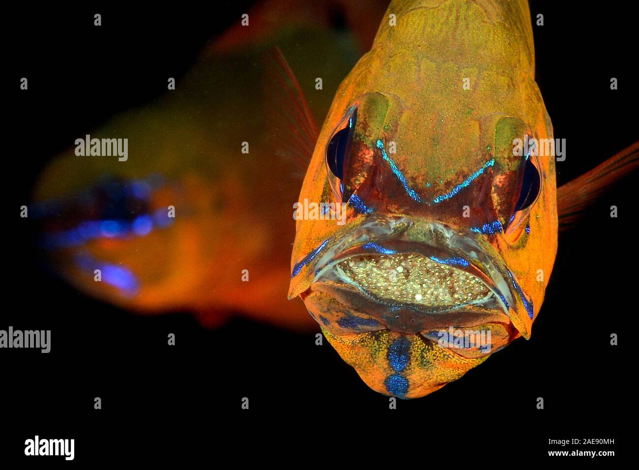 Ring-tailed kauderni (Ostorhinchus aureus), Tulamben, Bali, Indonésie. L'incubation des œufs. Bouche Banque D'Images