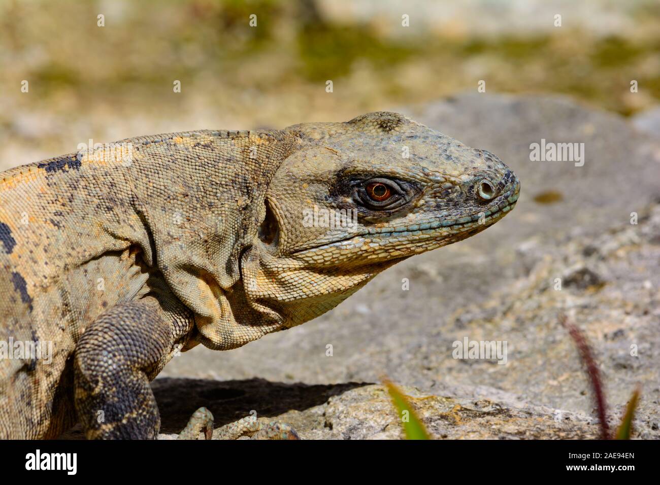 L'Iquana noir (Ctenosaura similis) femmes exposant au soleil sur un rocher Banque D'Images