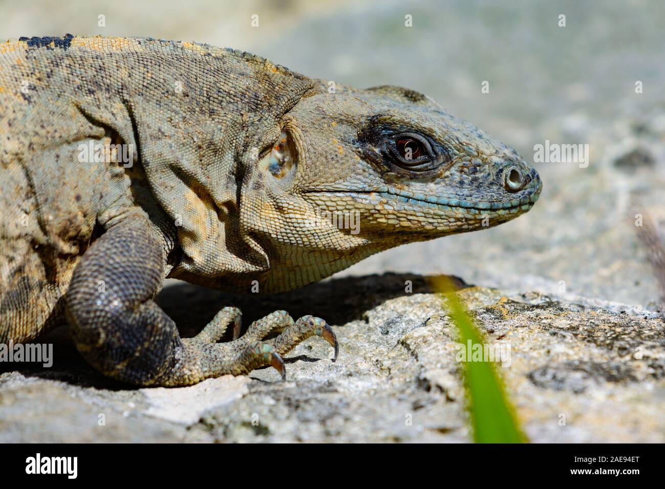L'Iguane noir (Ctenosaura similis) femmes exposant au soleil sur un rocher Banque D'Images