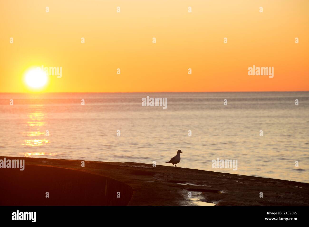 Une mouette solitaire debout sur le Cobb à Lyme Regis comme le soleil se lève au début de décembre sur un matin glacial. Lyme Regis est situé sur le patrimoine Banque D'Images