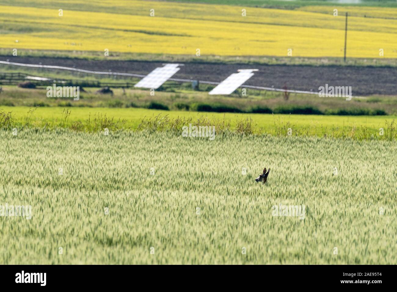 Chevreuil dans une récolte du grain dans une ferme de l'Oregon's Wallowa Valley. Banque D'Images