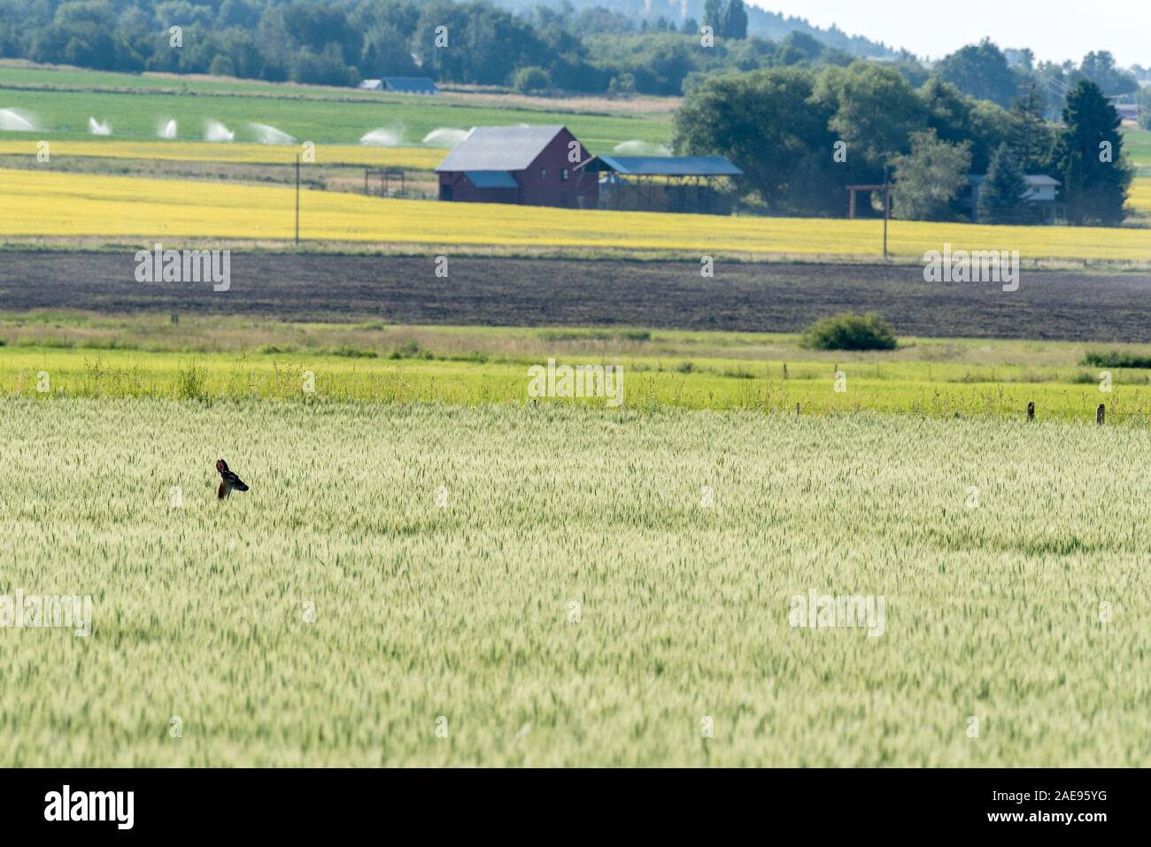 Chevreuil dans une récolte du grain dans une ferme de l'Oregon's Wallowa Valley. Banque D'Images