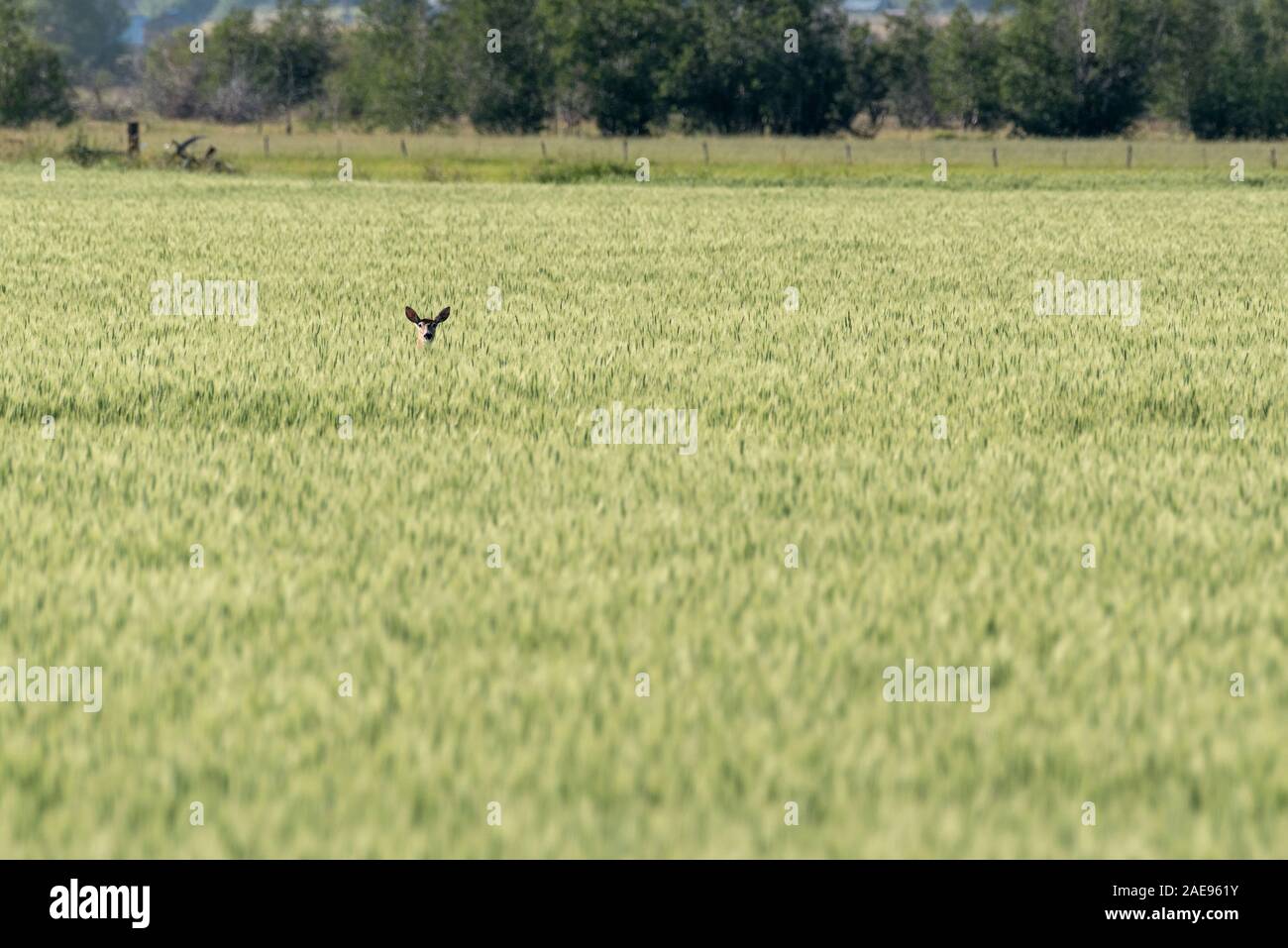 Chevreuil dans une récolte du grain dans une ferme de l'Oregon's Wallowa Valley. Banque D'Images