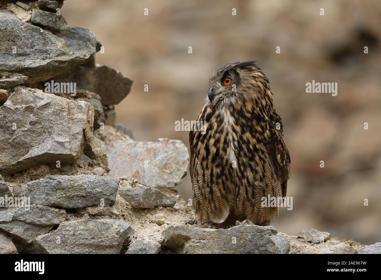 Un big brown hibou des marais se trouve sur un ancien mur de pierre. Bubo bubo, Close up. Grand-duc Banque D'Images